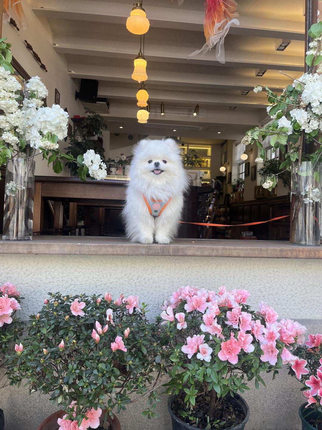 春和景明 小狗不惊