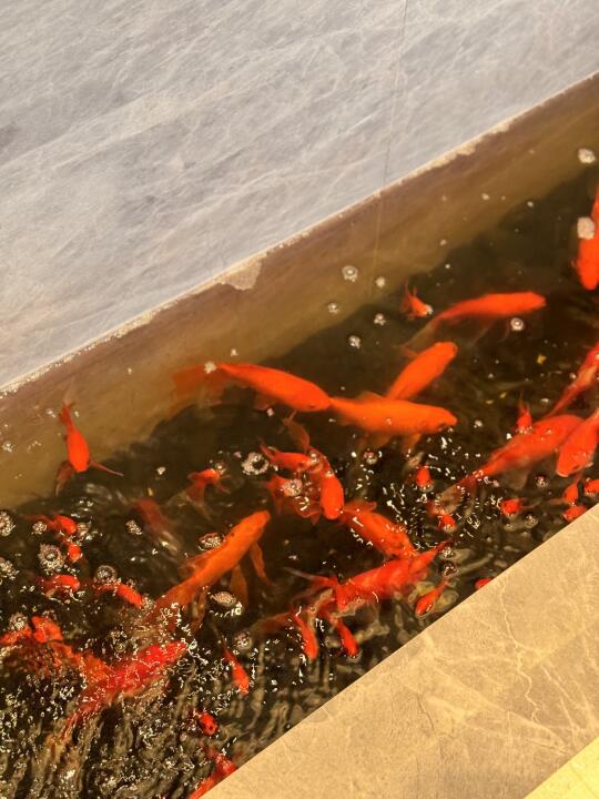 好运锦鲤🐟