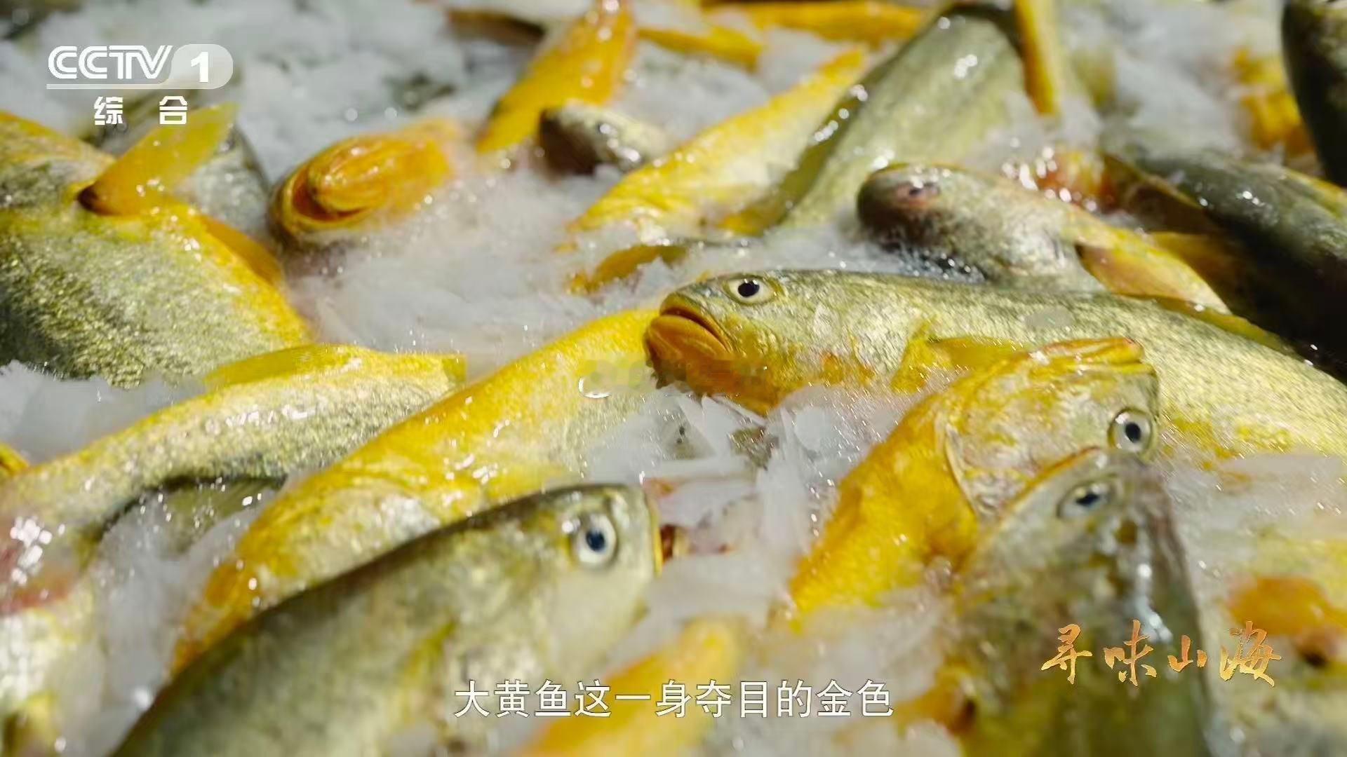 会rap的变色鱼你爱了吗？大黄鱼在暗处闪金光，亮处换银装，鱼鳔一挤就开启哼唧模式