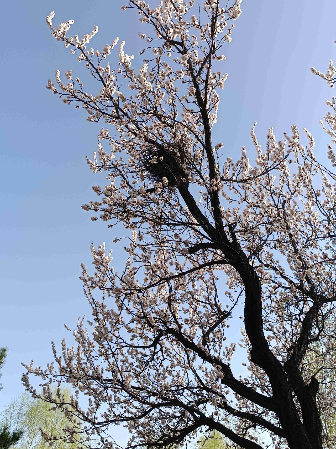 《鹧鸪天·老杏春深》

老杏槎枒巢筑鸦，花光烂漫映天霞。
一湖春水漫平沙，伞影欹
