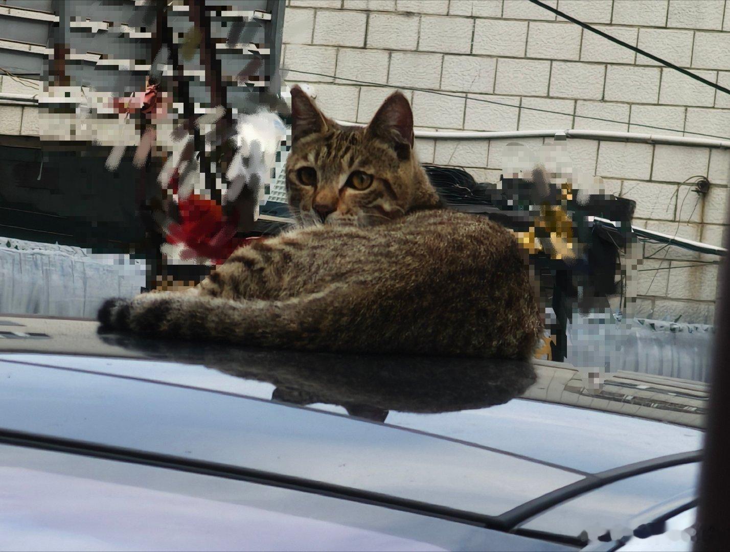 小区凉亭偶遇一只小猫🐱，很温顺不怕生，可以摸头，摸下巴，摸脖子，摸肚子，摸后背