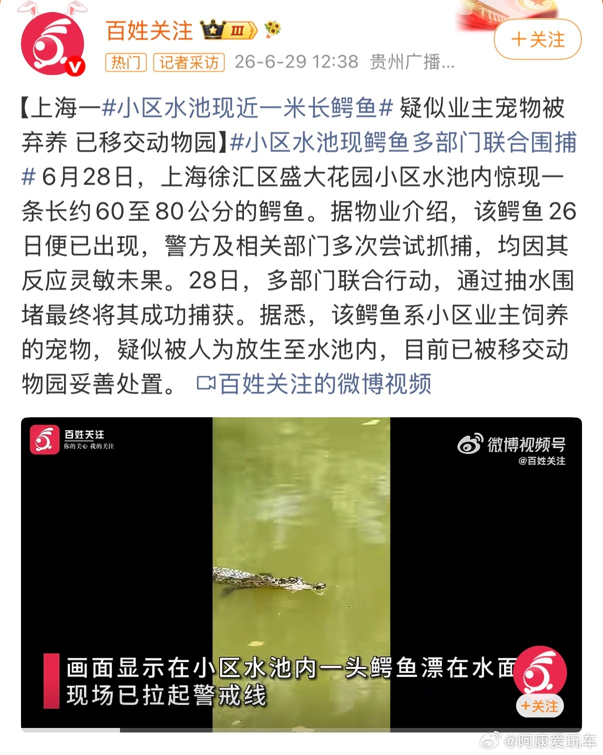 上海一小区水池内出现一条鳄鱼好离谱，小区水池出现体长约80厘米的鳄鱼，疑似是人为