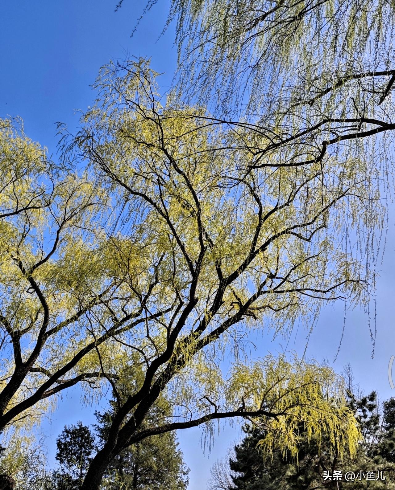 路边的柳树悄悄冒芽了，嫩黄嫩黄的小芽尖，看着就软乎乎的。
风一吹，枝条轻轻晃，春