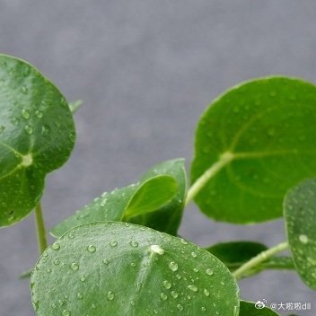 当你面对挫折，面对不如意的时候，应该有淡定如水的心境。读懂了淡定，才算懂得了人生