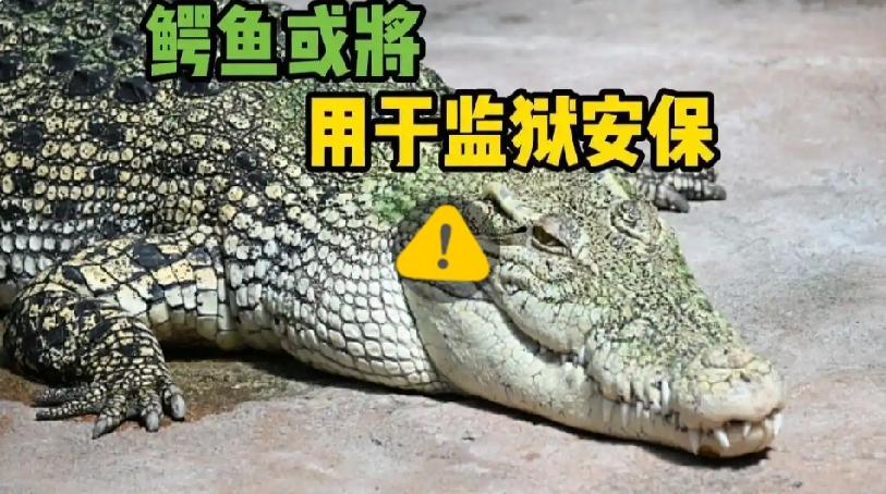 披露的“鳄鱼监狱”，以色列这一做法完全违背现代治理的基本逻辑，在法律、伦理、安全