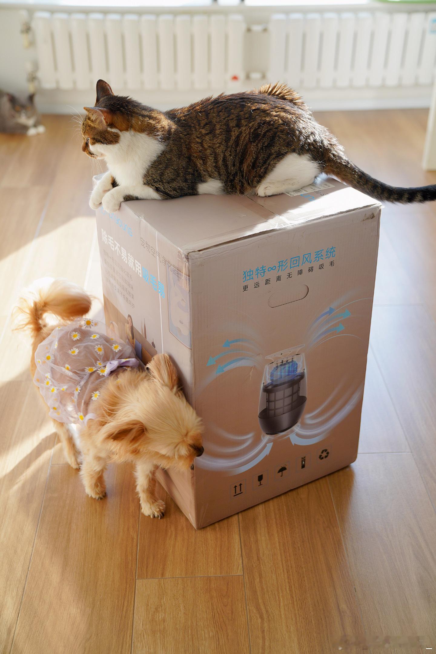 全家一起来拆箱🐈🐕宠物空气净化器~ ​​​