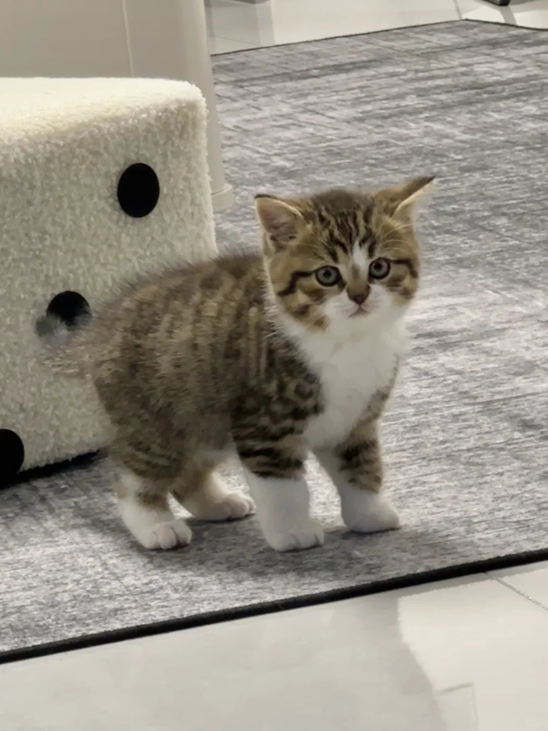 一只长得很猫的猫