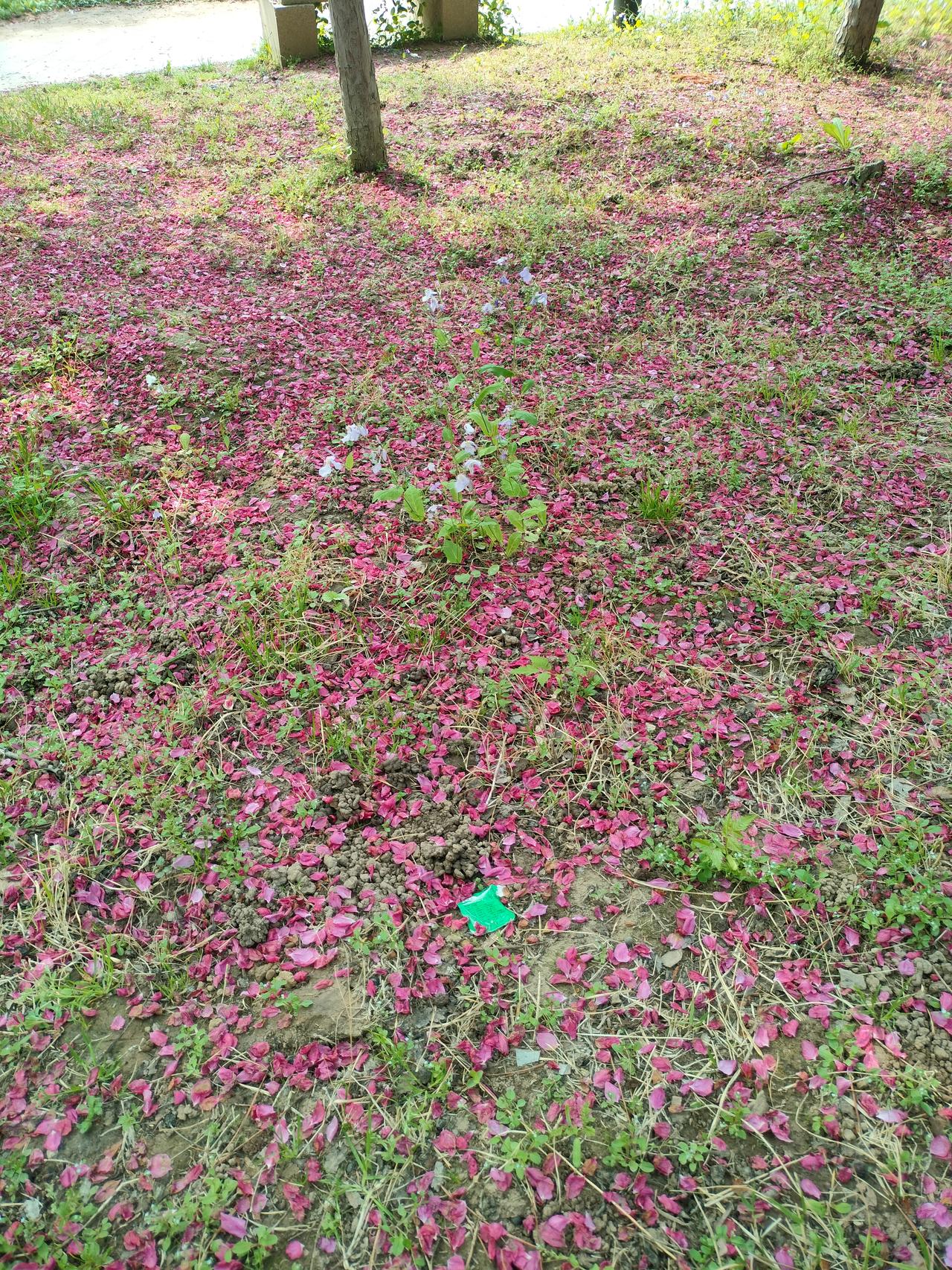 美丽的花瓣落在了地上，和地上的小草相映衬，形成了一幅美丽的画。