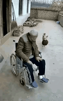 大爷瘫了三年，被马蜂蛰出“奇迹”
 
张大爷瘫三年，天天坐轮椅，屋里待得浑身发僵