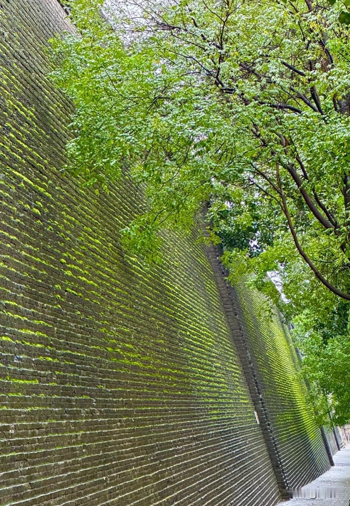 西安雨下的把城墙都下绿了？
古城墙的砖石缝隙里，青苔愈发鲜绿，仿佛给厚重的城墙披