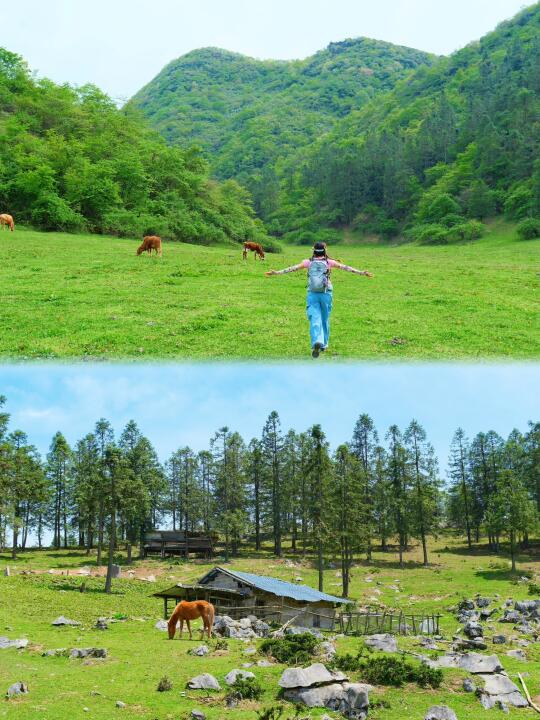 重庆周边｜山野秘境，森林与牛群的浪漫邂逅