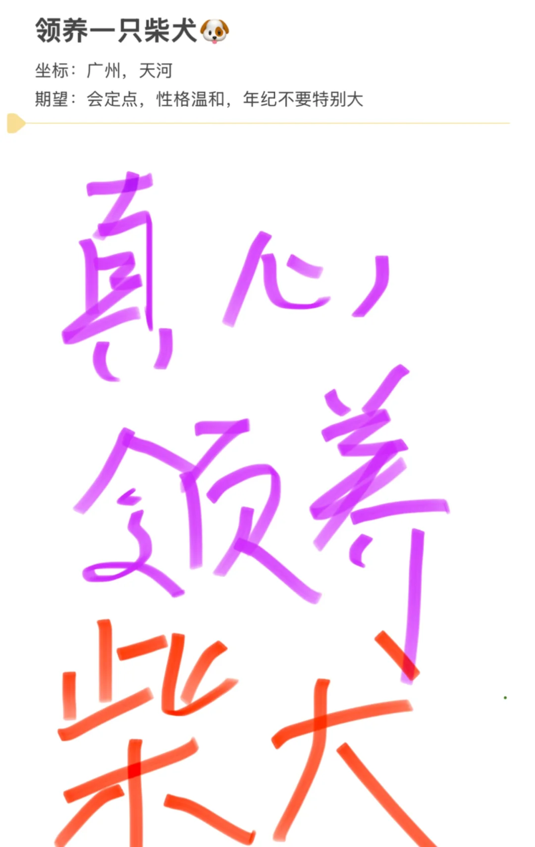 坐标广州，想领养柴犬！