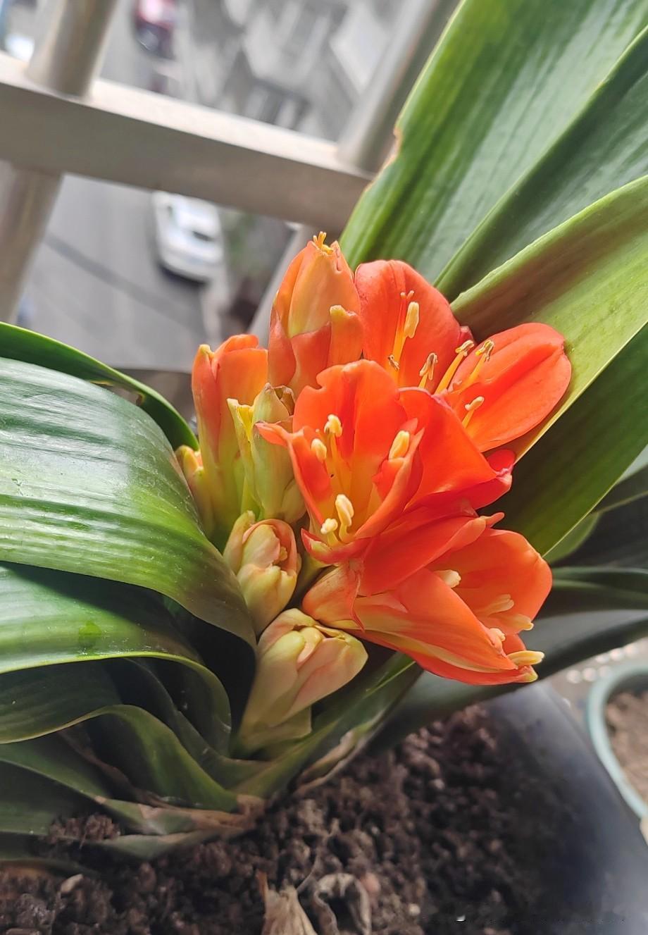 我的兴趣爱好就是侍弄这些花花草草🌿，尤其偏爱君子兰，看着它慢慢生长，日子都变得