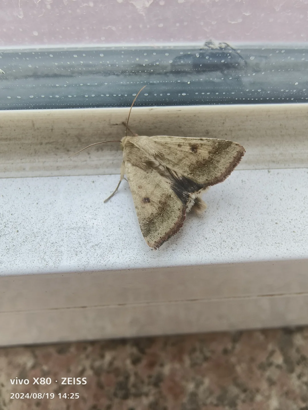 棉铃虫 Helicoverpa armigera