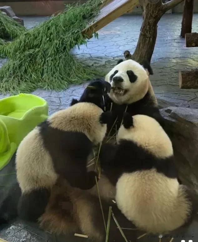 大熊猫妈妈和人类一样，带娃久了，自然就会经验越来越丰富，越来越游刃有余了，不再那
