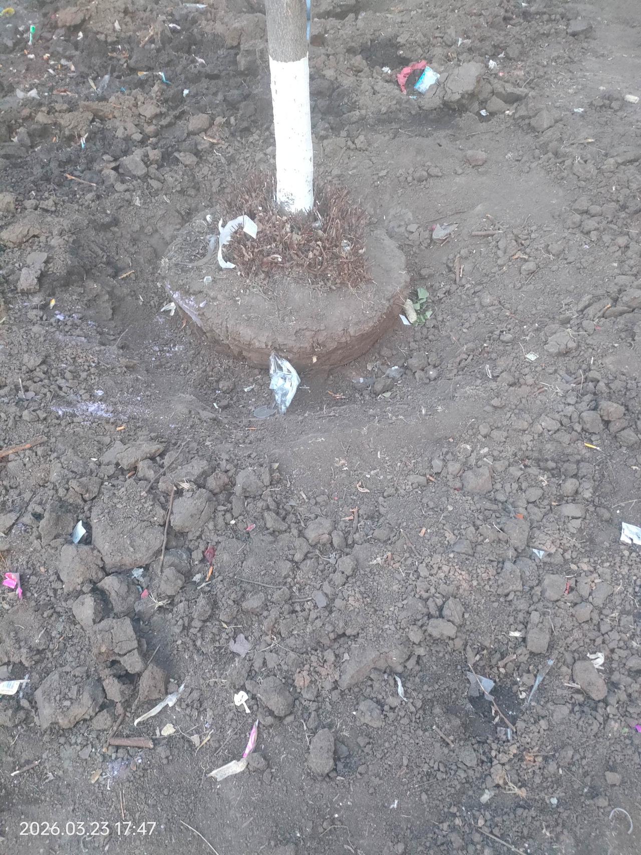 新的运气，新的开始，旺吧小树🌲真实户外 大树底下好乘凉