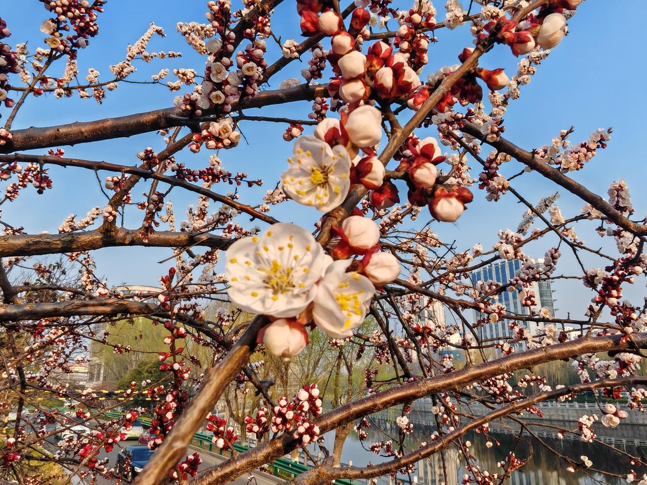 又是一年杏花白