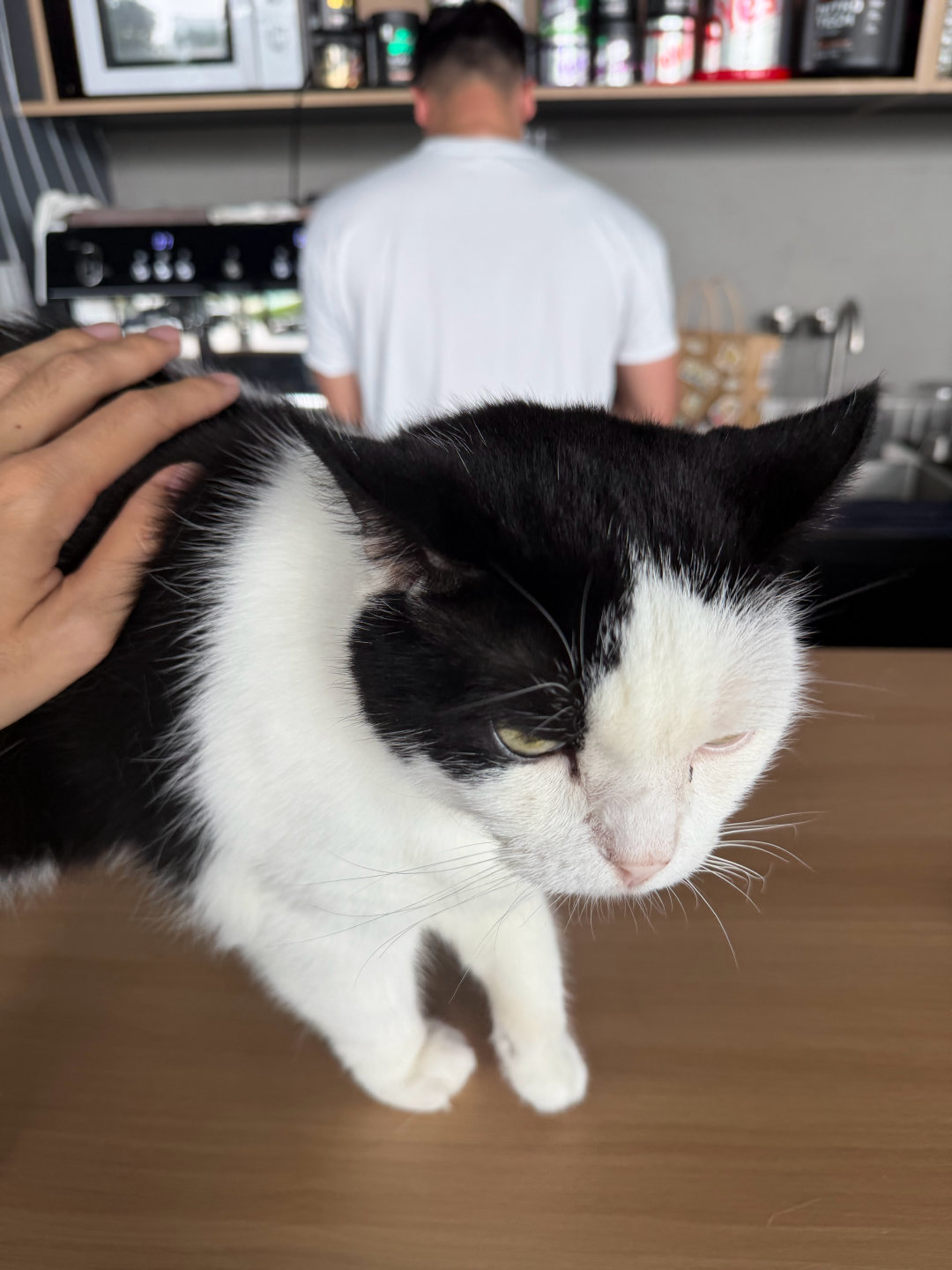 公司楼下的健身房，有一只亲人的猫。自从第一次去了之后我就买了课。它们店创业也好多