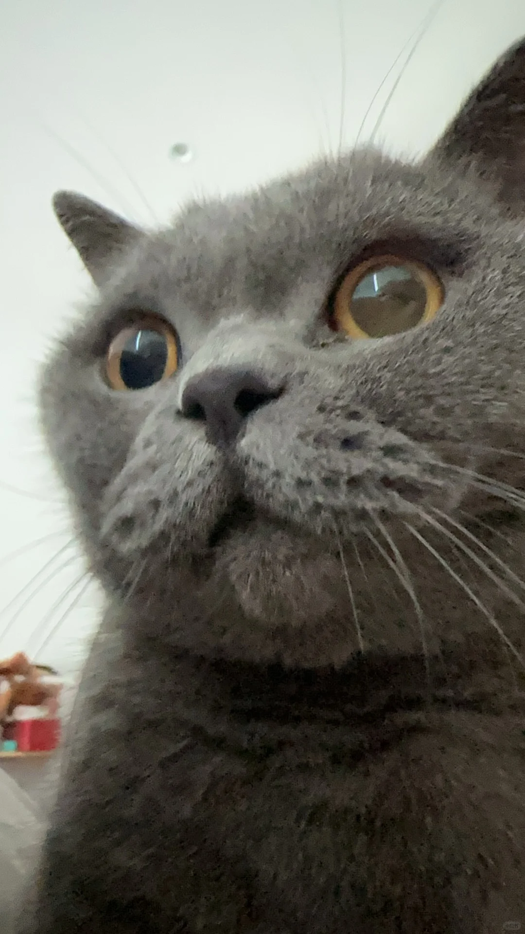 🐈会想宽粉