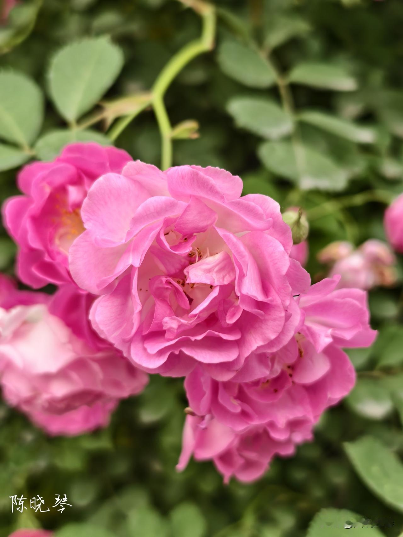 分享一张你拍的花，什么花都行