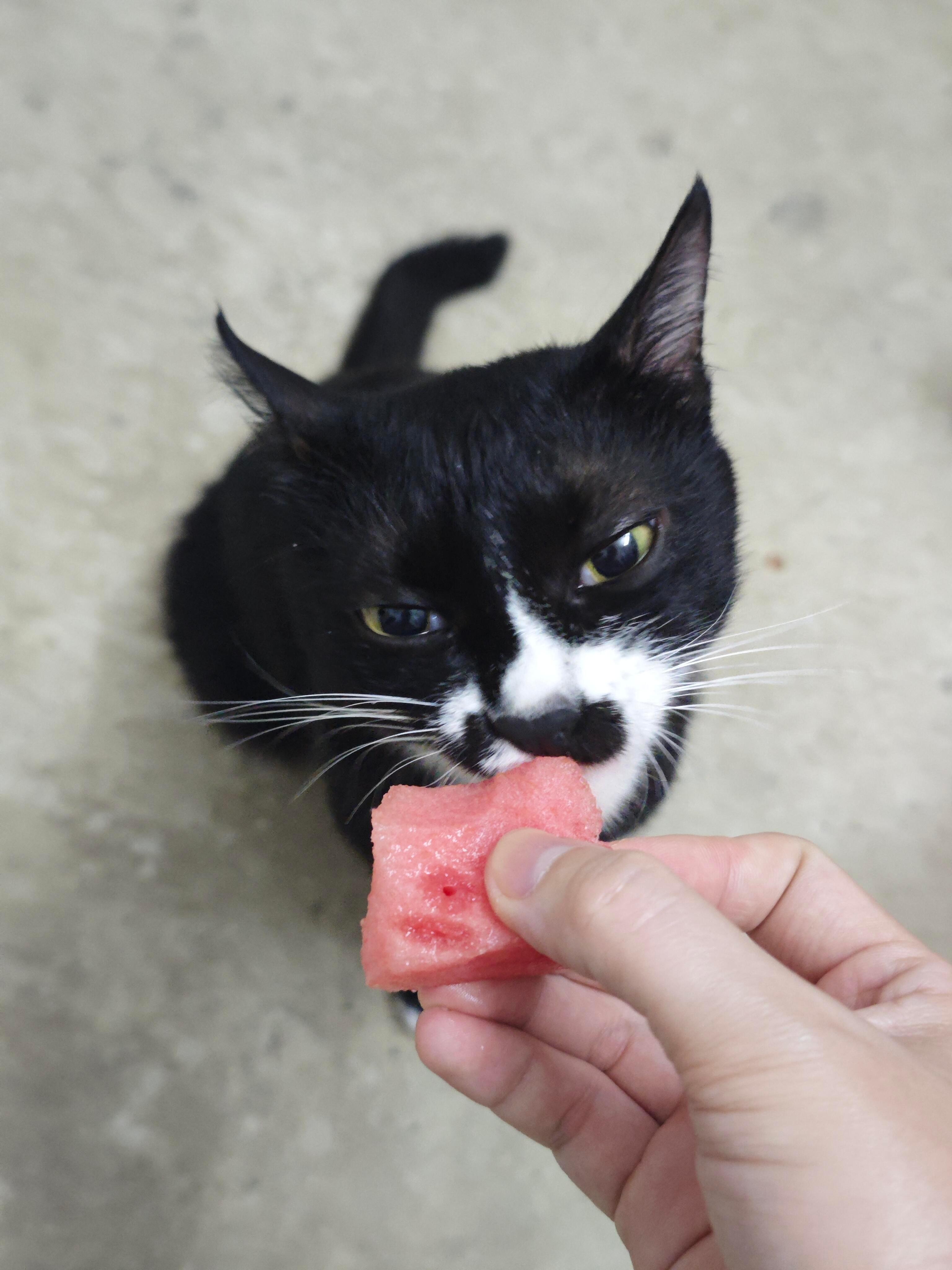 奶牛猫仔细品鉴西瓜中 