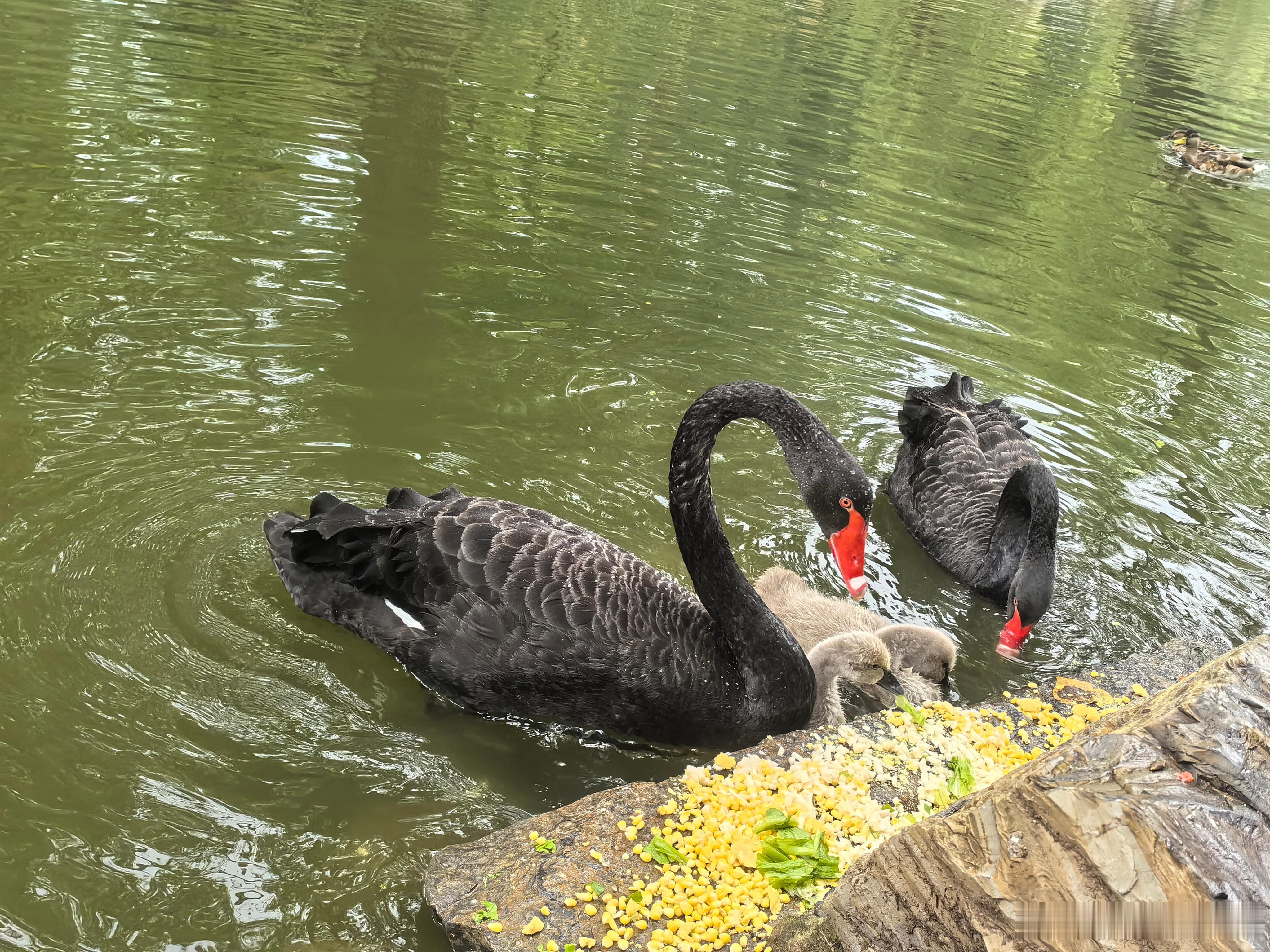 来#圆明园#看黑天鹅 真的很优雅旁边的人叫他们福麟和乖妞 但不知道谁是谁[dog