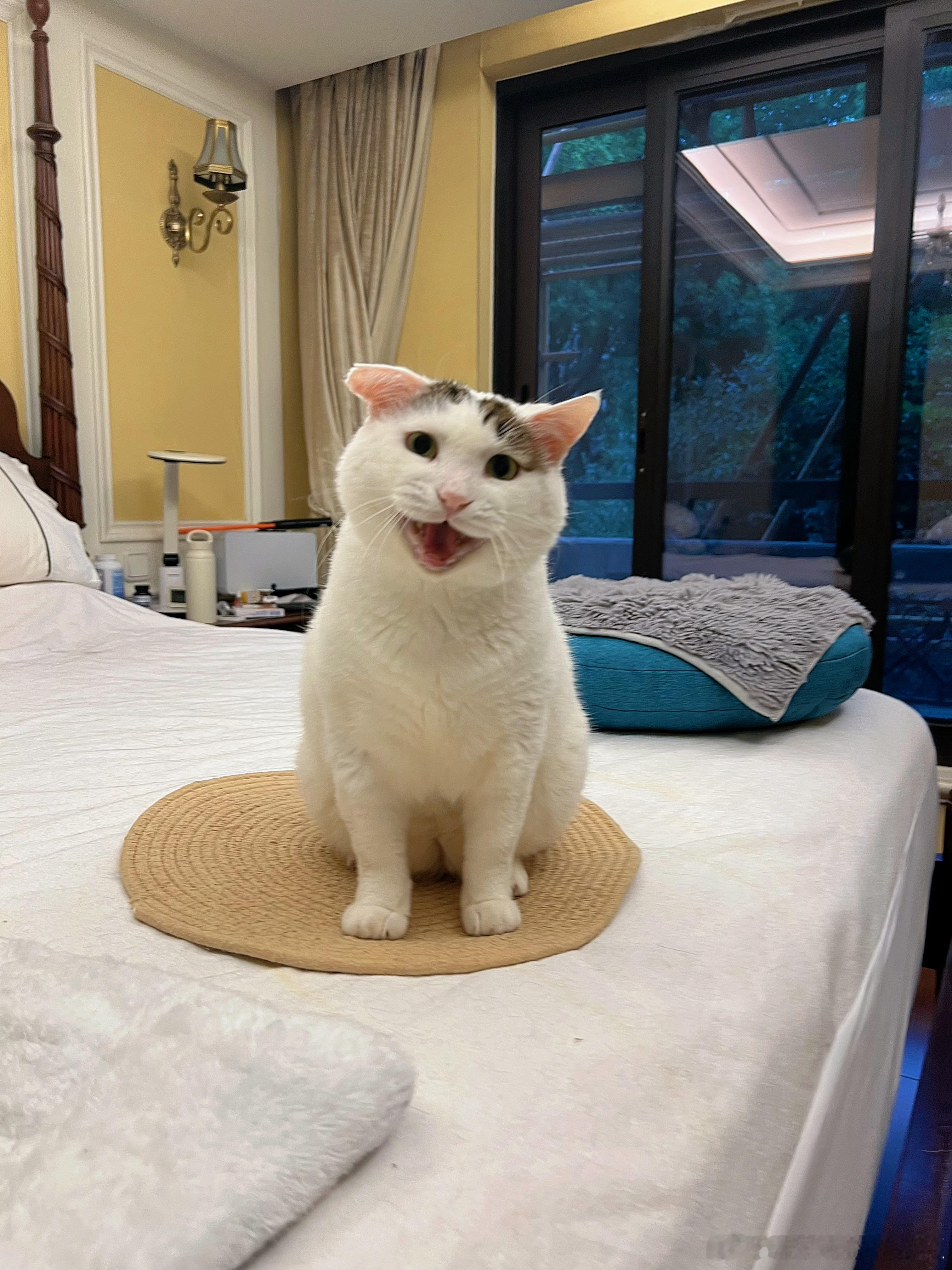 叫我一声好听的，我就给拿贵价猫粮吃！ ​​​