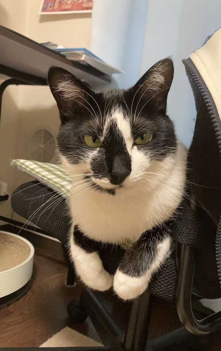 我绝非扇贝。daily奶牛猫 （投稿：） 