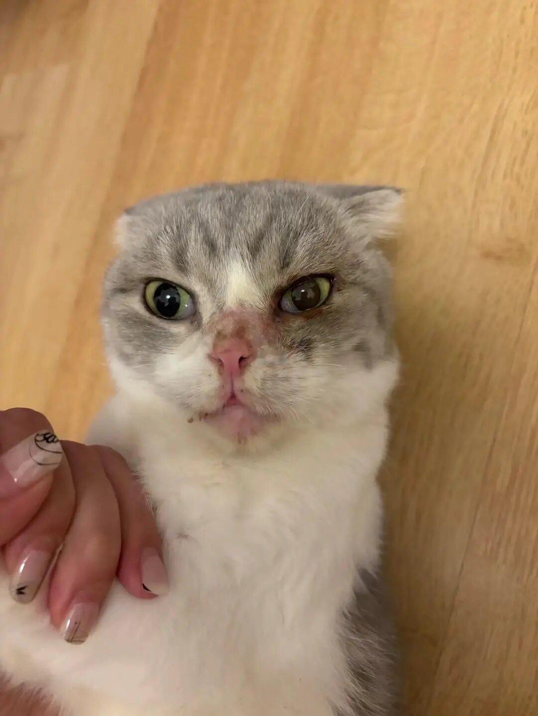 猫咪皮肤病结膜炎堪比整容现场。