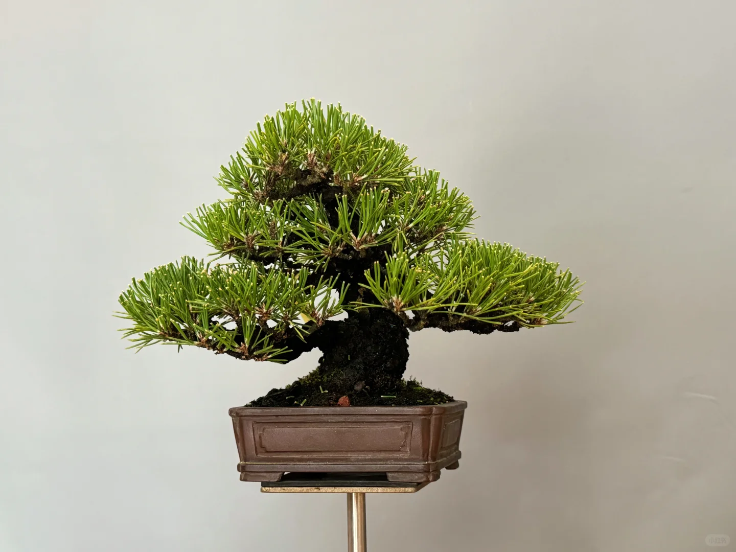 一手托黑松的灵活性，轻松随时随性观赏