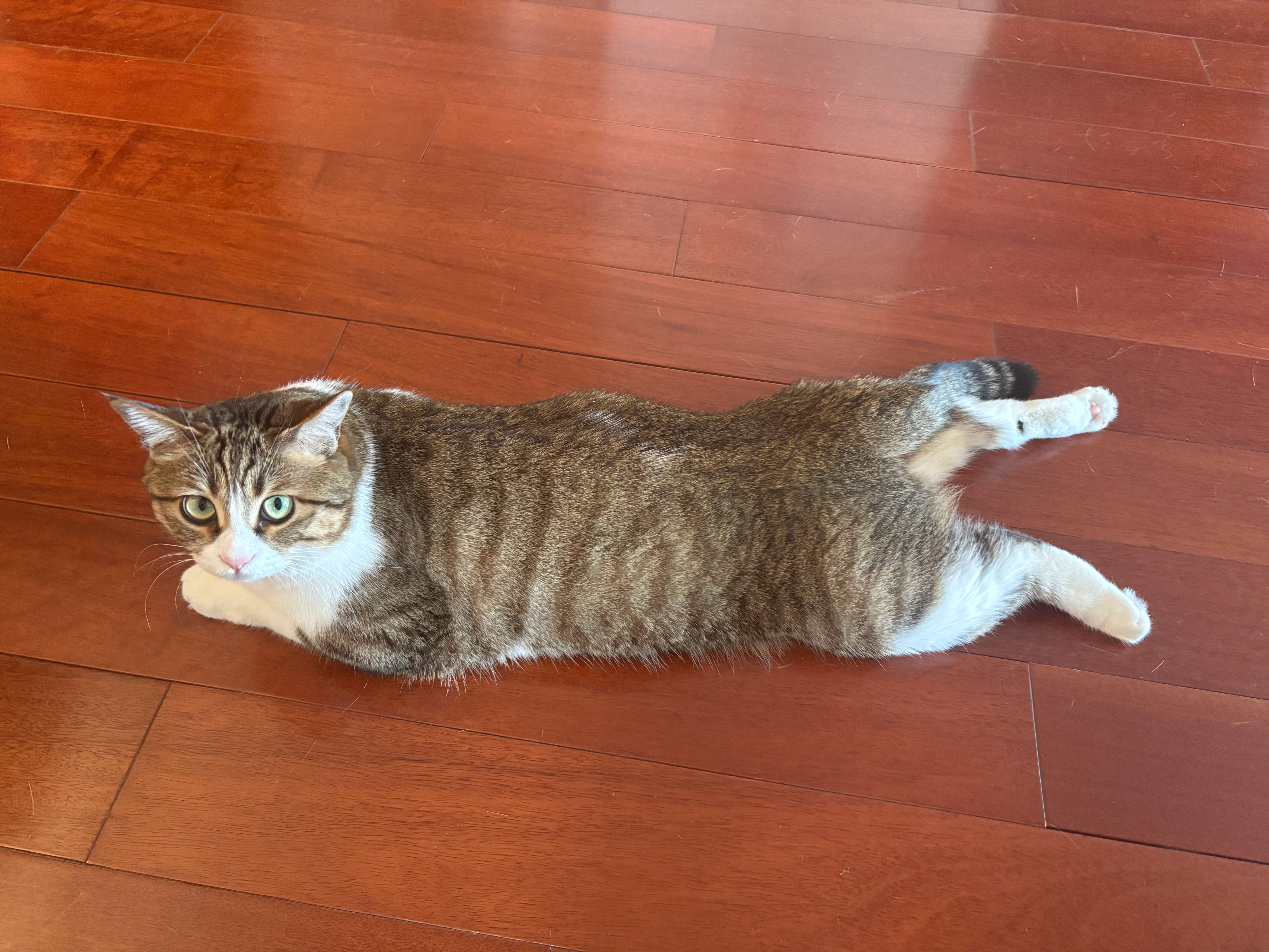 板鸭中 