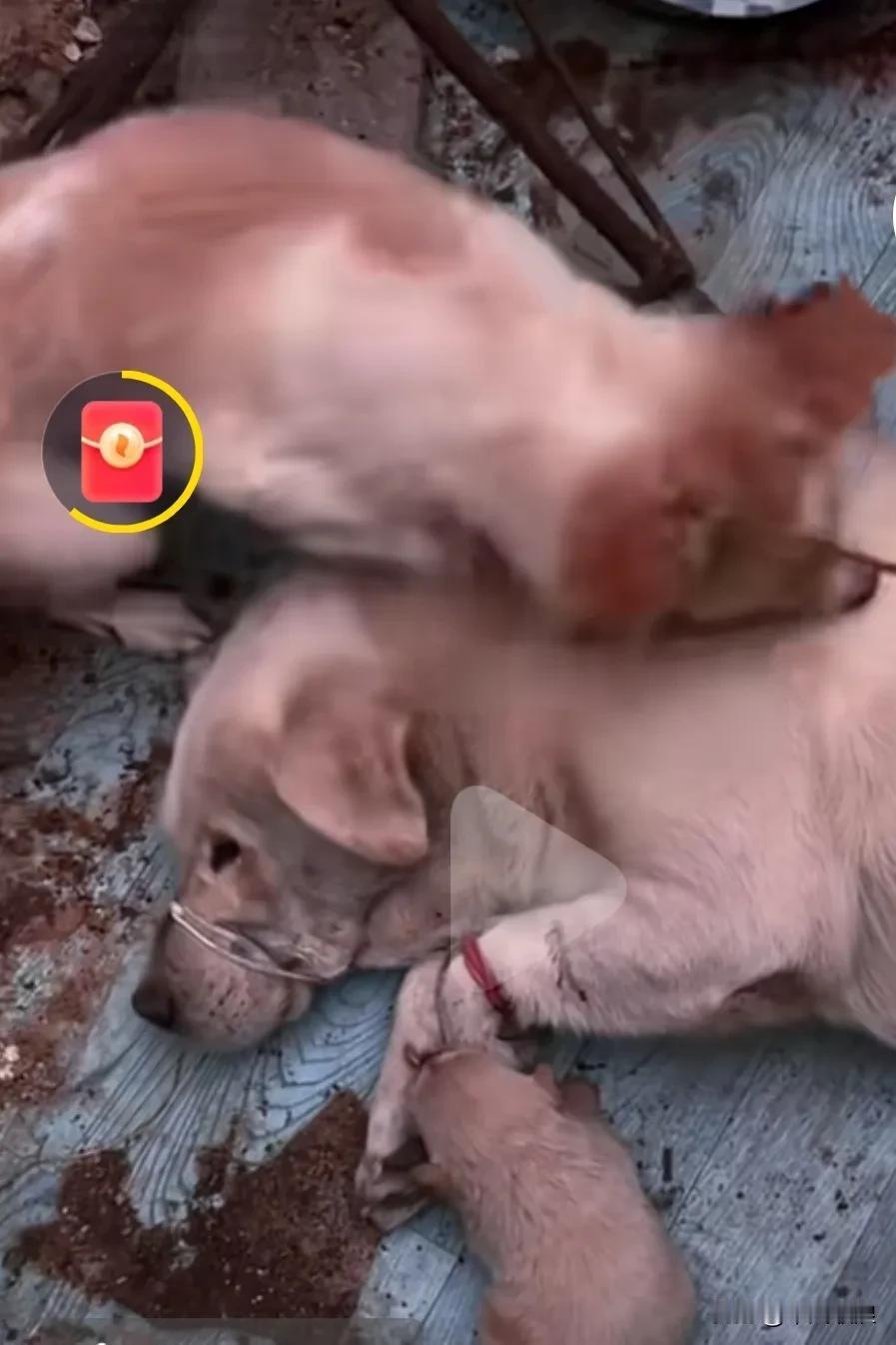 屠宰场场的狗狗亲眼看到一只只同伴被杀掉，一只母狗梱住了嘴巴和四肢被吓成瘫痪，尽管
