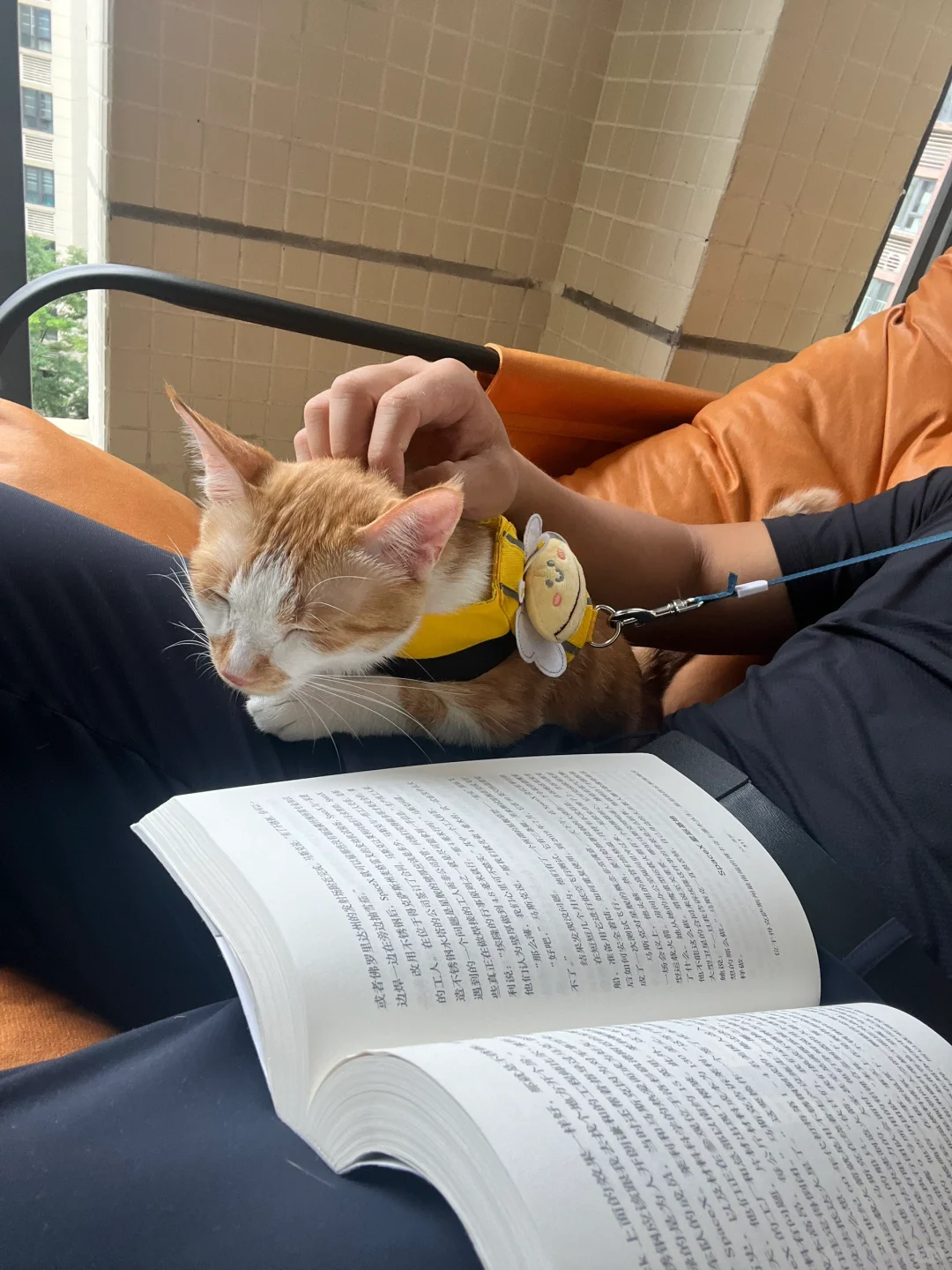 下雨天在阳台摇摇椅上看书｜怀民小书童