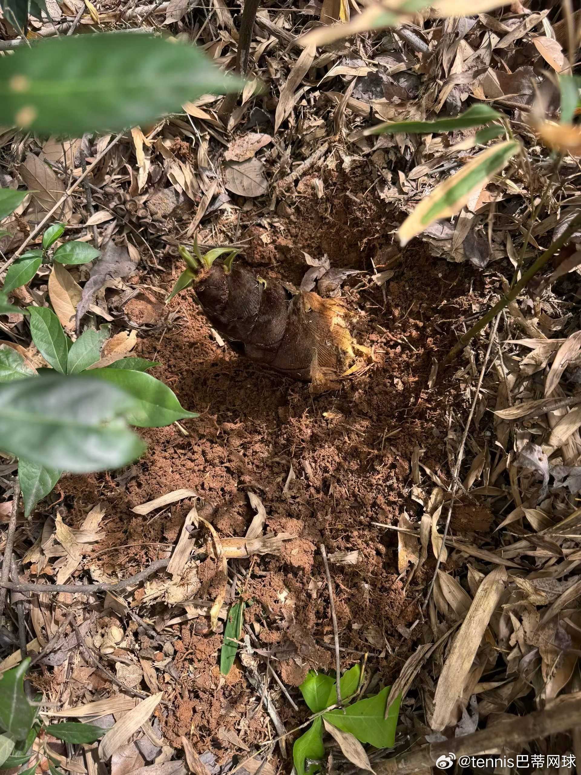 春天的味道刨了一上午，身体觉得有点累，精神却是神清气爽，偶尔接触自然的感觉还是美