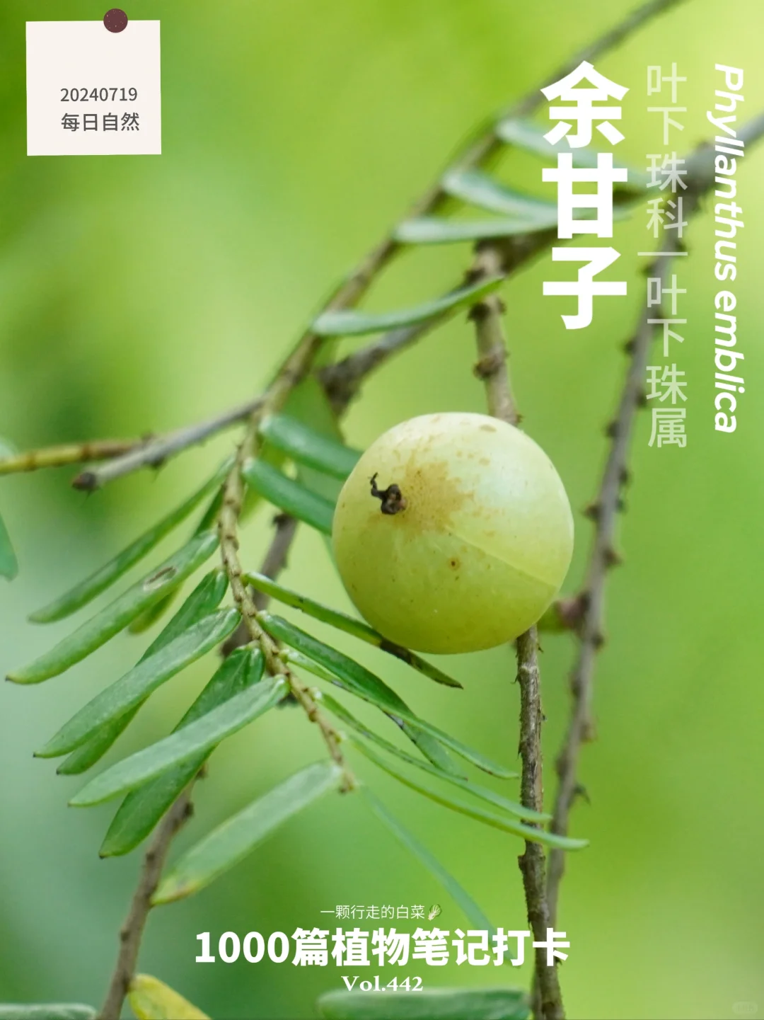 植物笔记442 | 你吃过这种水果吗？