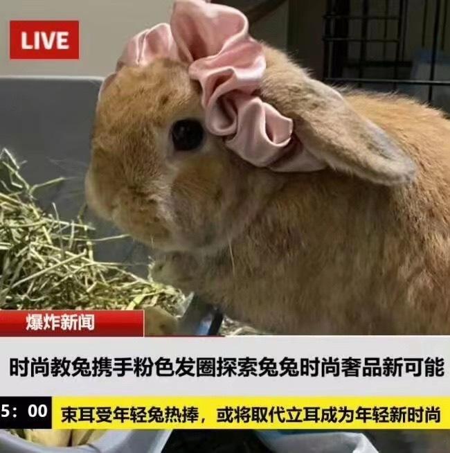 今日兔闻 