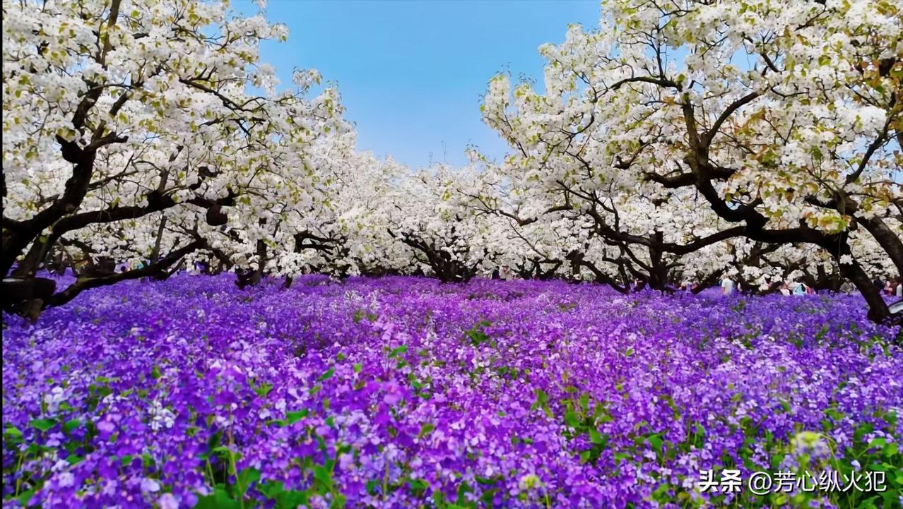 到处战火纷飞，感谢祖国
才能安享和平赏此美景
梨花胜雪，兰如紫霞伟大祖国的山河 