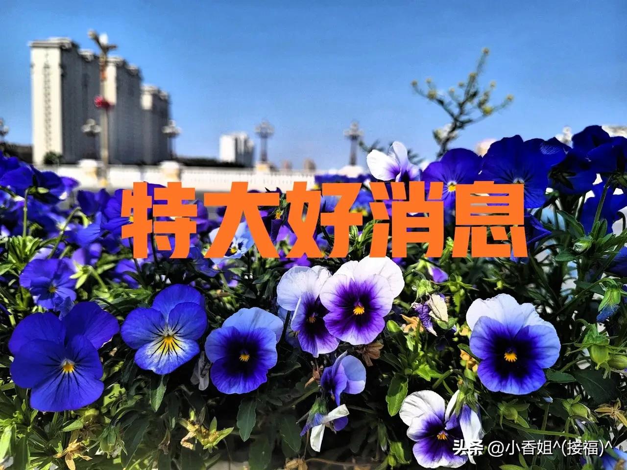 机票超售？往返机票全额免？再赔付您2000元人民币，看您能不能改乘明天同一时间段