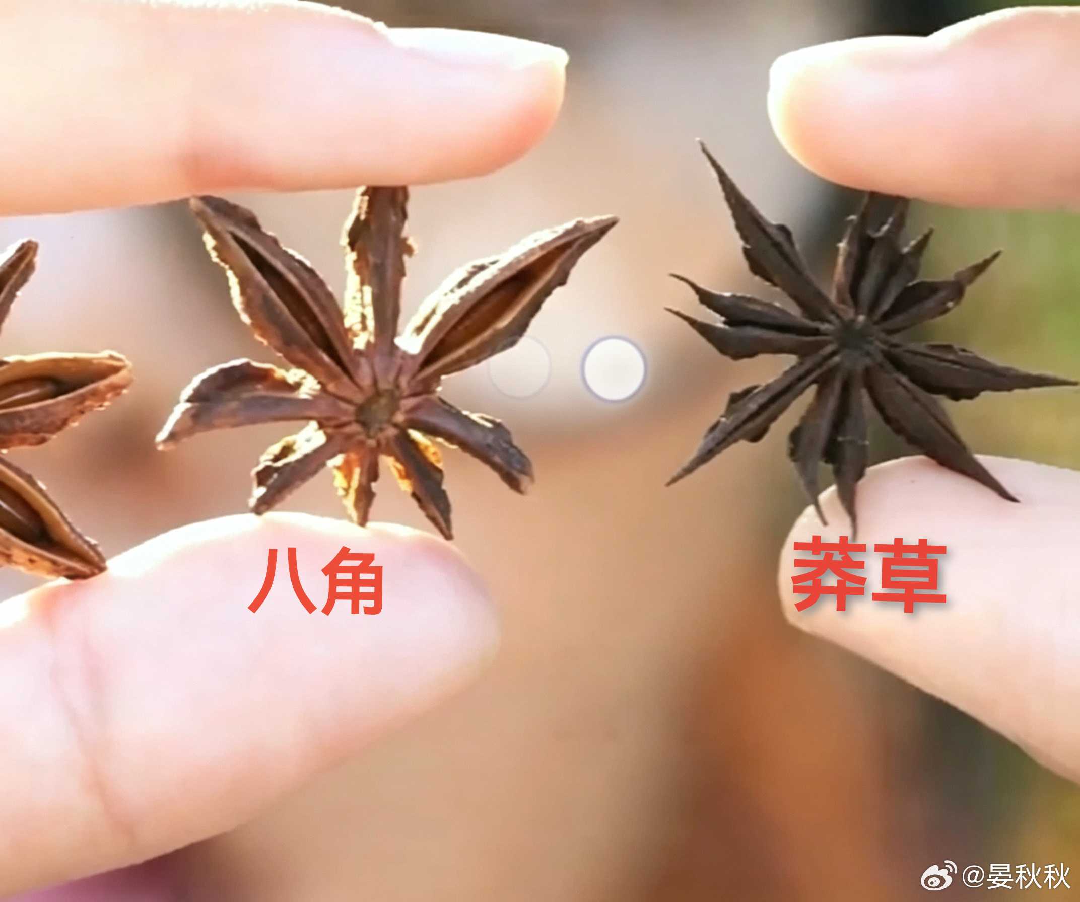 家里烧菜用八角，注意莫混入剧毒莽草八个角的叫八角，十三个角的叫莽草——差的不只是