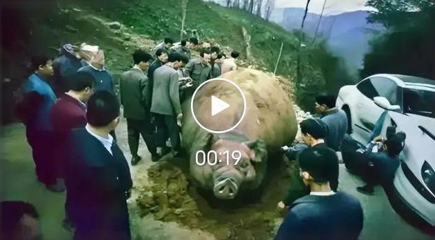 猪一辈子不杀能长多大？河南大爷养出2200斤猪王，刷新认知！
 
你敢信？平时菜