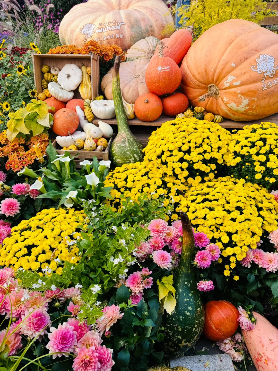 Live 武汉金秋菊展｜不做菊外人‼️