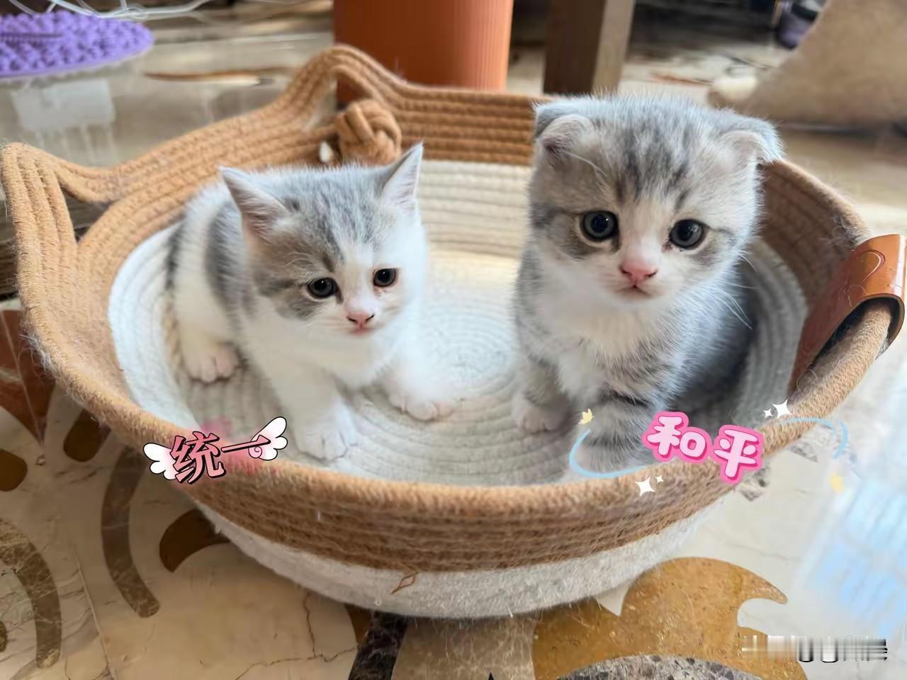 歌手黄安，高调发文！
10月2日，黄安在自己的社交平台发文，不是晒早餐，而是晒猫