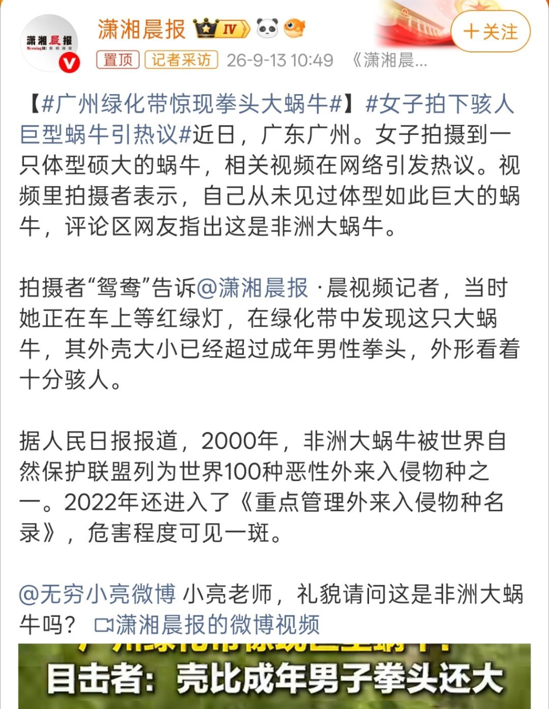 女子拍下骇人巨型蜗牛引热议看完这个视频终于直观感受到这些外来入侵物种的危害，大的
