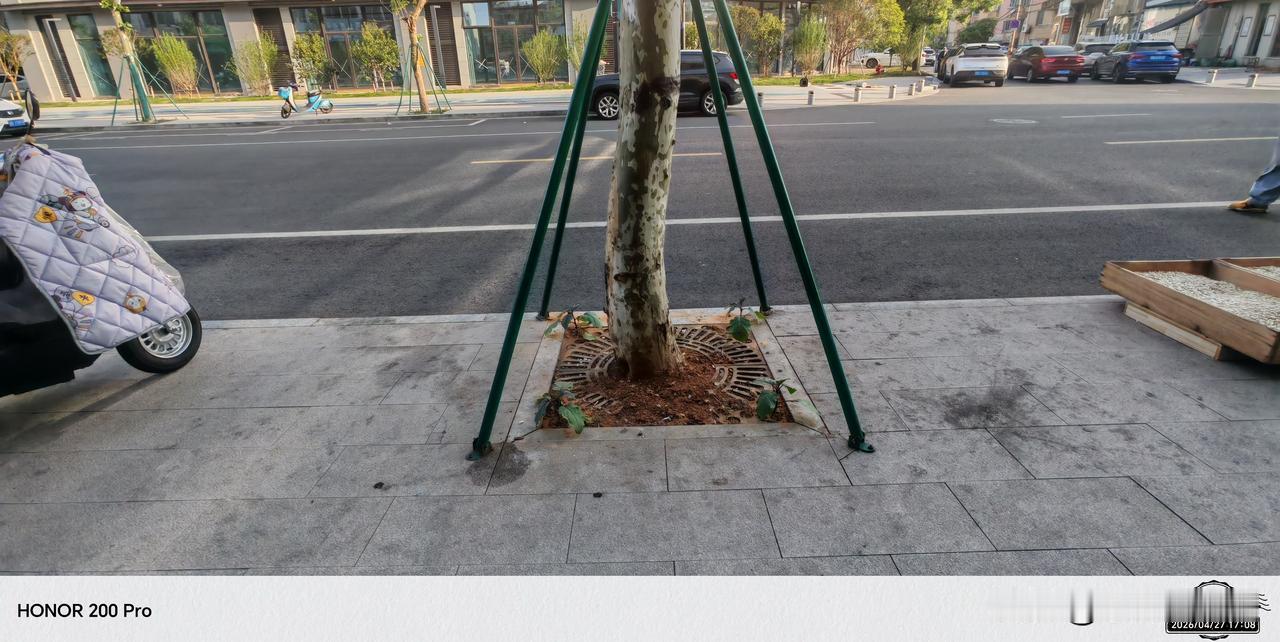 这个真的是见缝插针啊！[大笑][大笑][大笑]宁海县街头钢铁缝里种茄子，亲眼目睹