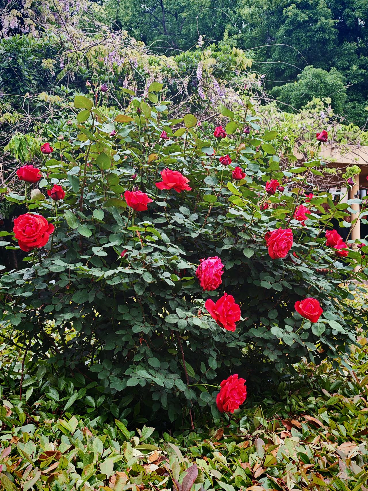 芍药花开富贵飞黄腾达