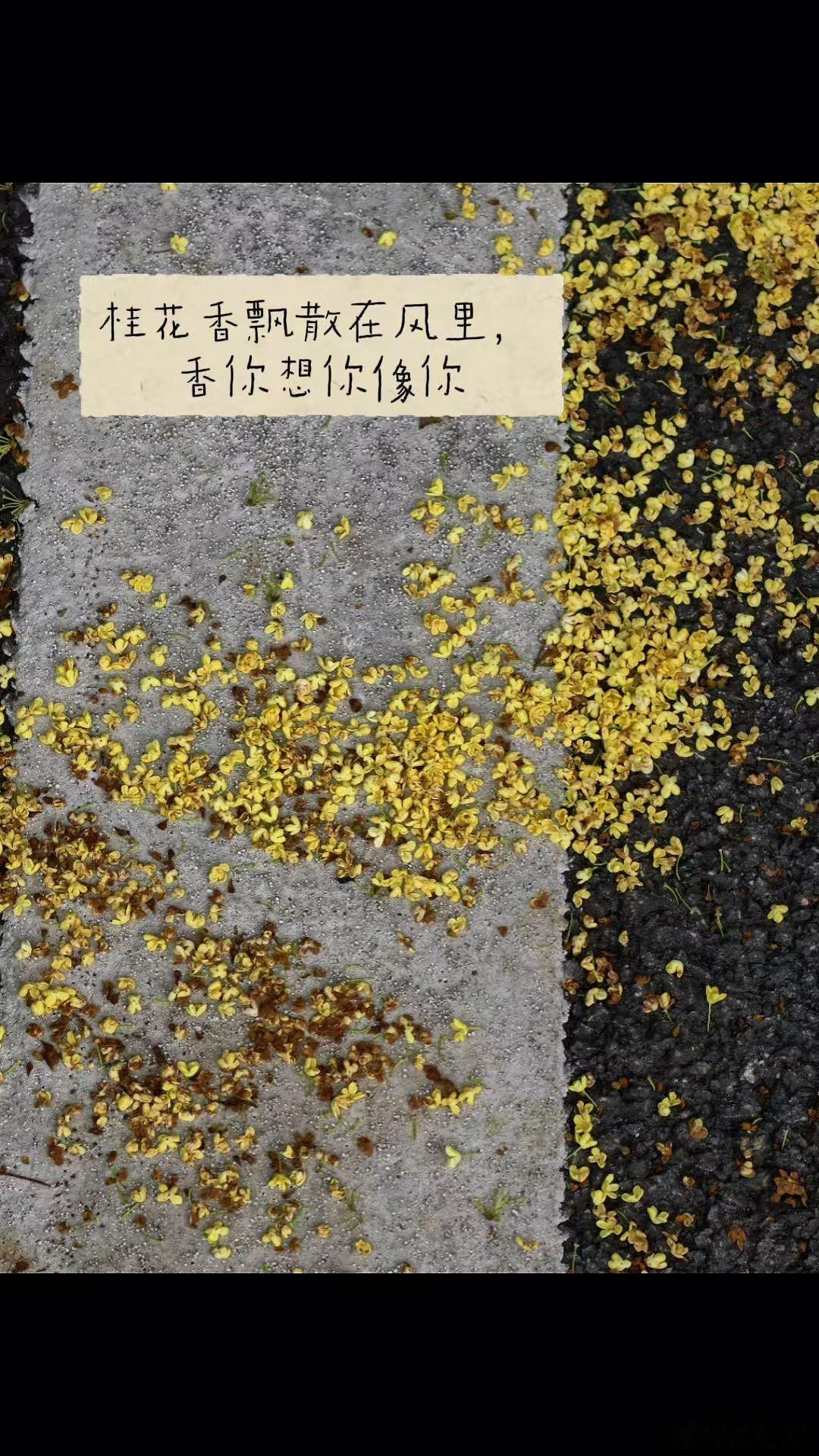 桂花飘散在秋风里，我们也要学会独处不要内耗。 ​​​