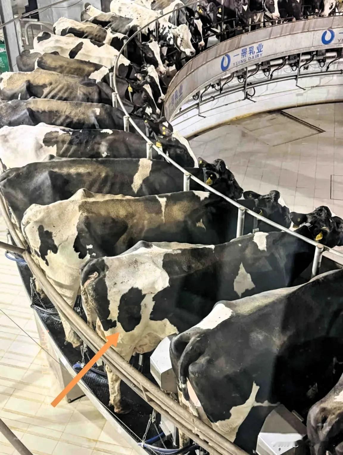 天呐......
我再也不要喝牛奶🥛了

这些奶牛被关在这么狭窄的空间里，
一