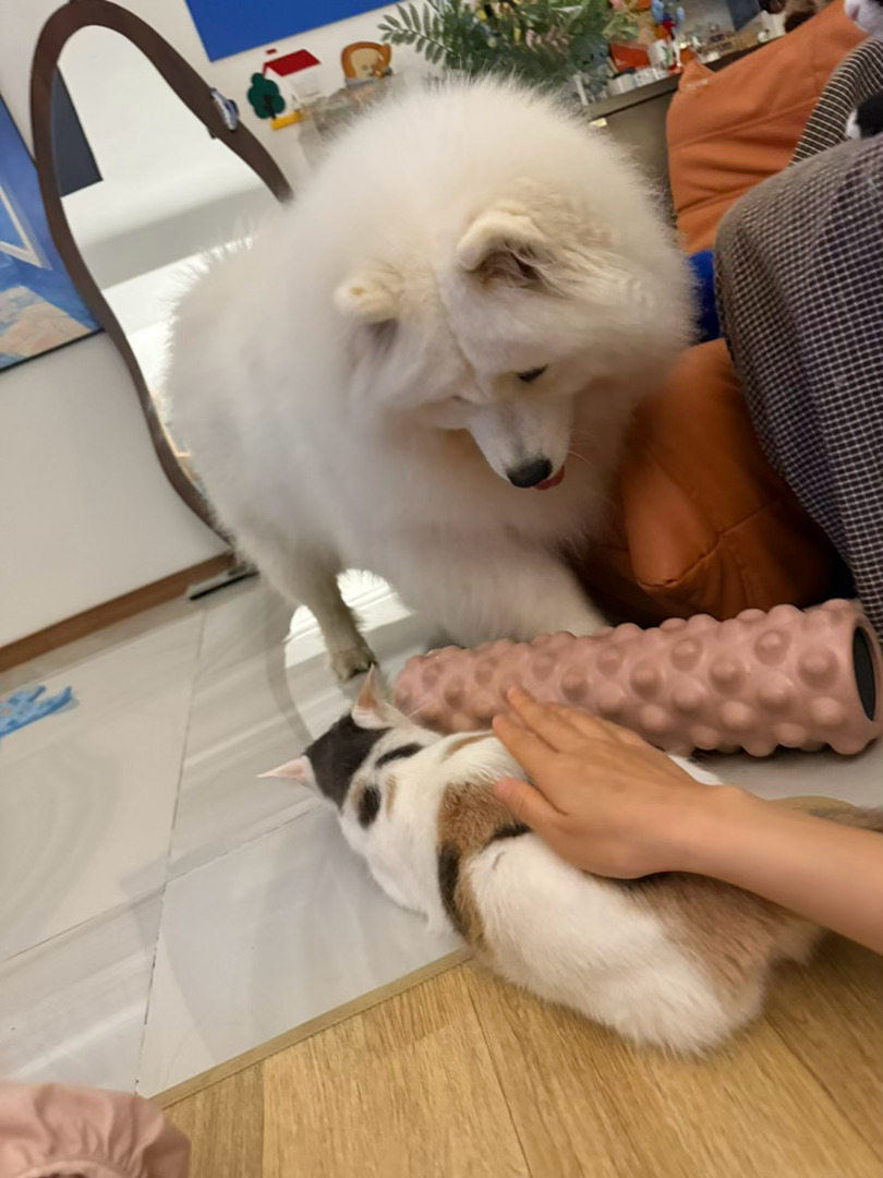 你是真忘了小时候咋被你毛姐打的了！！支持小猫狠狠邦邦这个臭猪！！ 