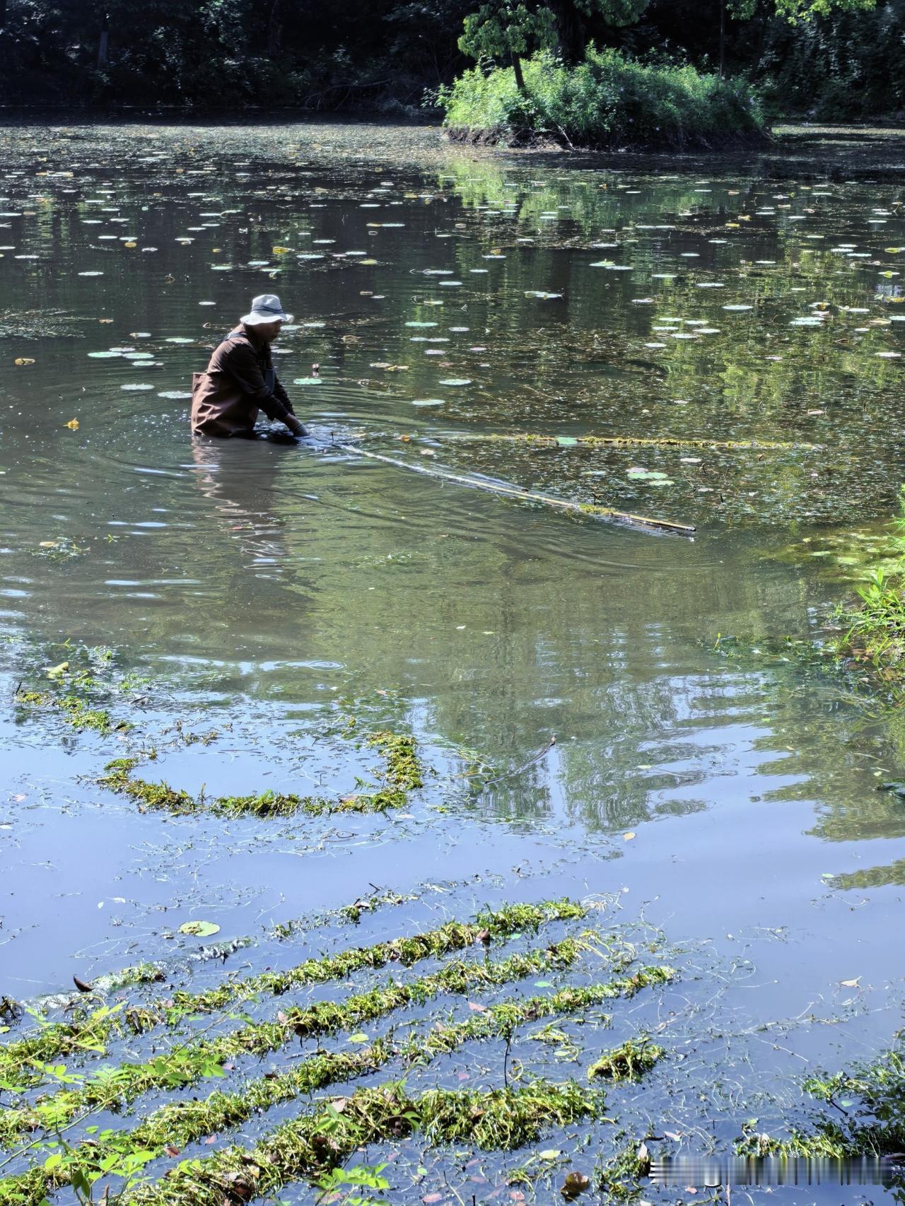 上午在公园里，看到工人师傅在清理池塘里的水草，这种水草是鹅特别喜欢吃的。
以前在