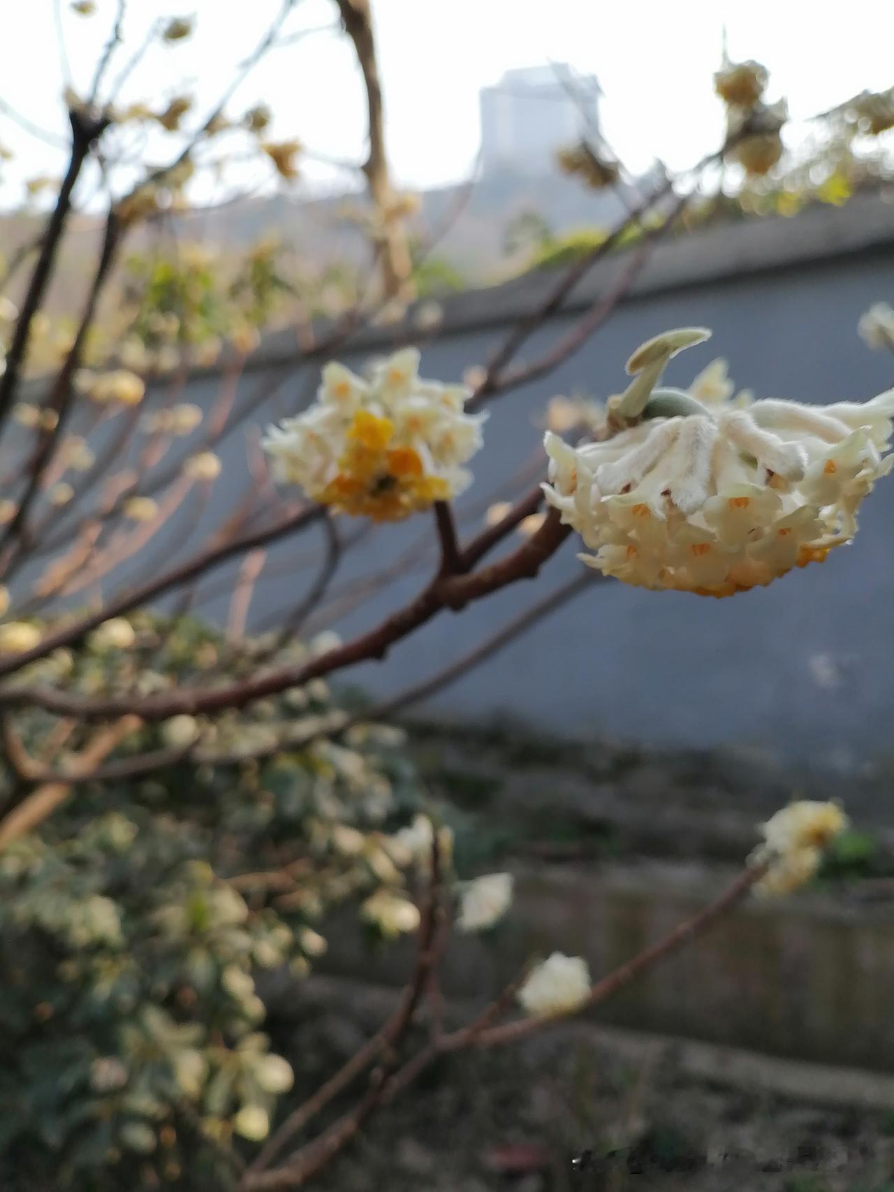 随手一拍分享最美的花